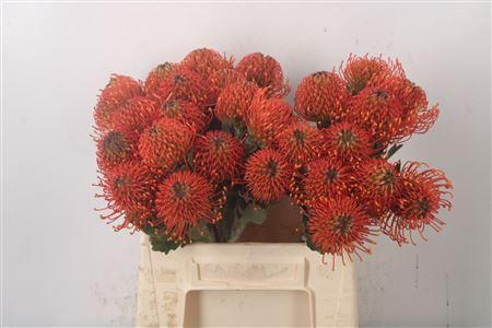 <h4>Leuco Co Sunrise Orange</h4>