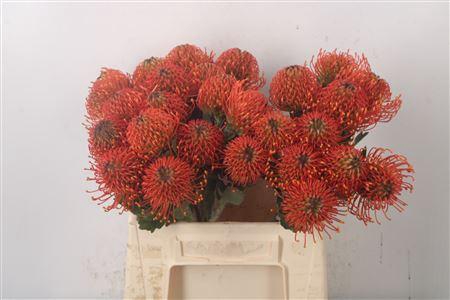 <h4>Leuco Co Sunrise Orange</h4>