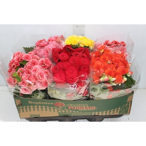 BEGONIA P15