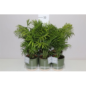 Chamaedorea Elegans In Julia Groen Keramiek
