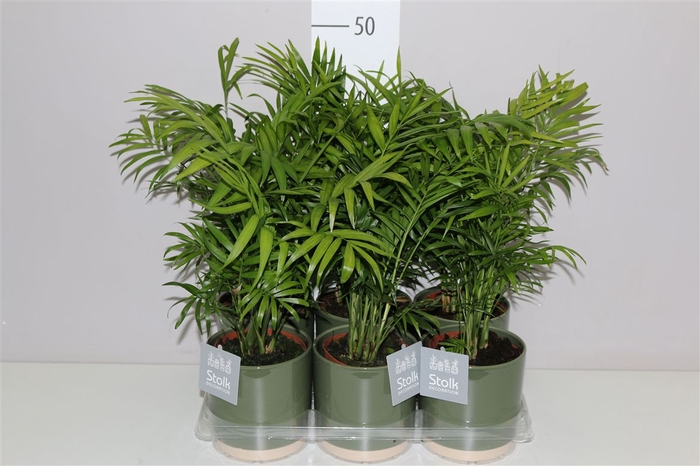 <h4>Chamaedorea Elegans In Julia Groen Keramiek</h4>