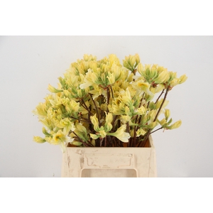 RHODO. YELLOW/WHITE 040CM