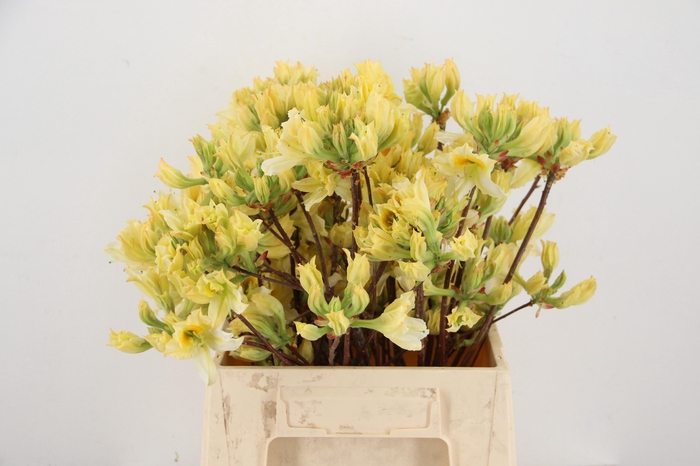 <h4>RHODO. YELLOW/WHITE 040CM</h4>