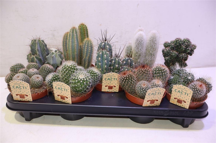 <h4>arr8 Cactus Gem</h4>