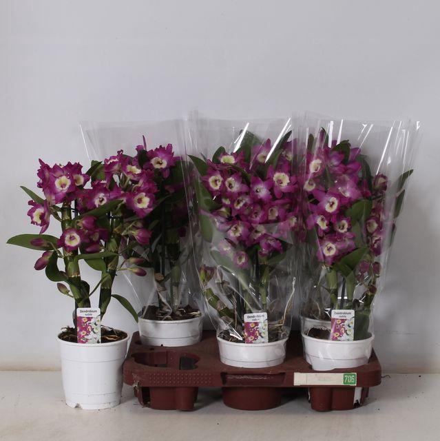 <h4>DENDR NOBILE PURPLE 2 TAK</h4>