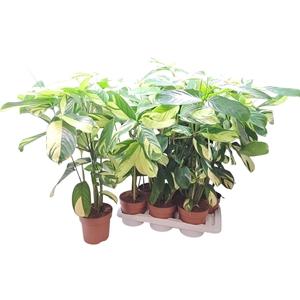 CTENANTHE P GOLDEN M