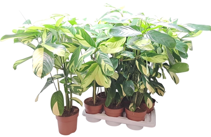 <h4>CTENANTHE P GOLDEN M</h4>