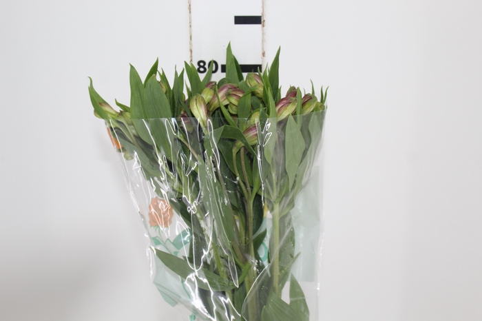 <h4>ALSTROEMERIA GALAXY 080 CM LILAS</h4>