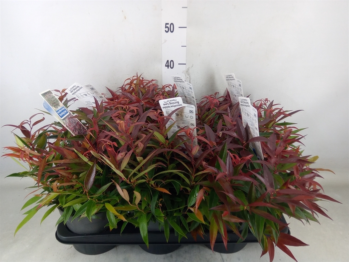 <h4>Leucothoe keiskei 'Burning Love'</h4>