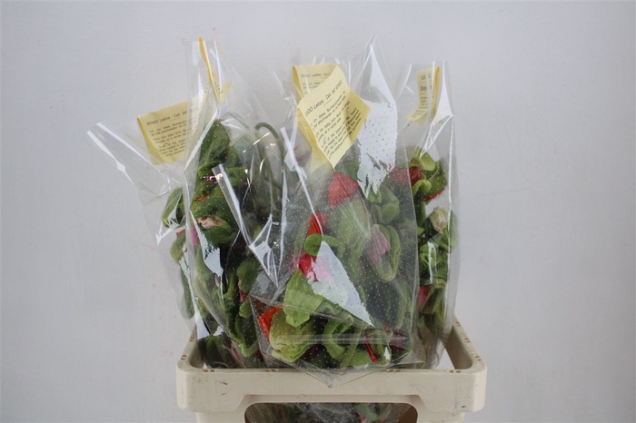 <h4>Papaver Mixed Extra P Stem</h4>