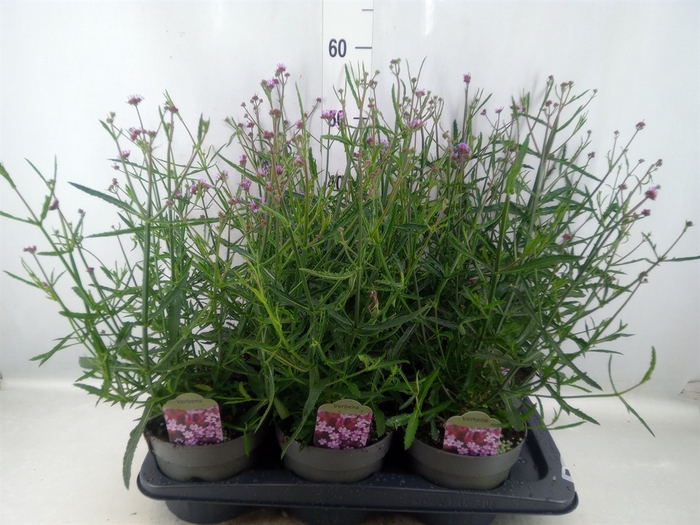 Verbena bonariensis