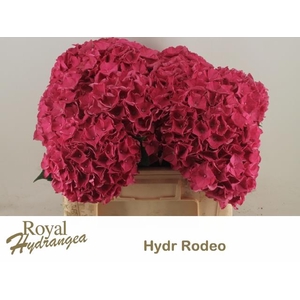 HYDR M CH RODEO RD
