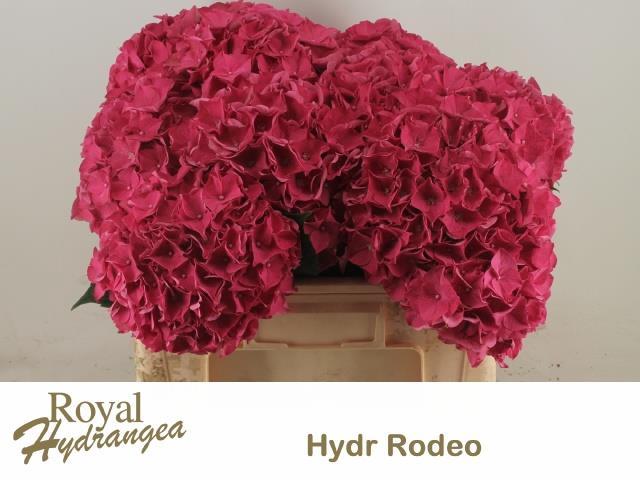 <h4>HYDR M CH RODEO RD</h4>