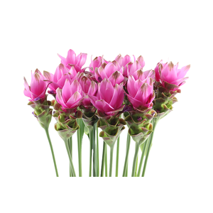 Curcuma Siam Shadow