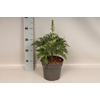 vaste planten 19 cm  Delphinium Delgenius ™ Chantay