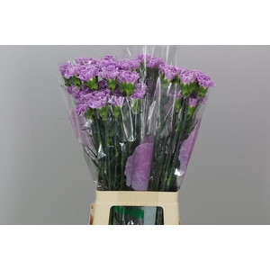 Di St Fl Moonaqua 70cm
