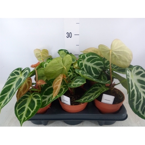 Anthurium   ...