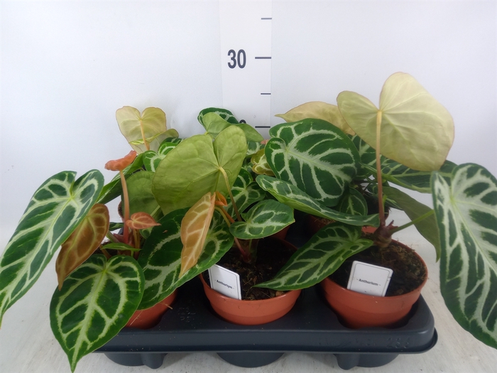 <h4>Anthurium   ...</h4>