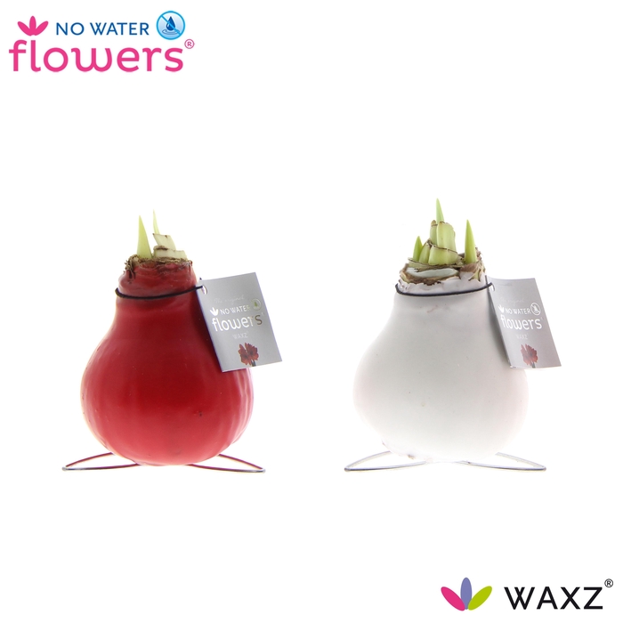 <h4>arr8 Hipp Wax Kolibri Mix Colors</h4>