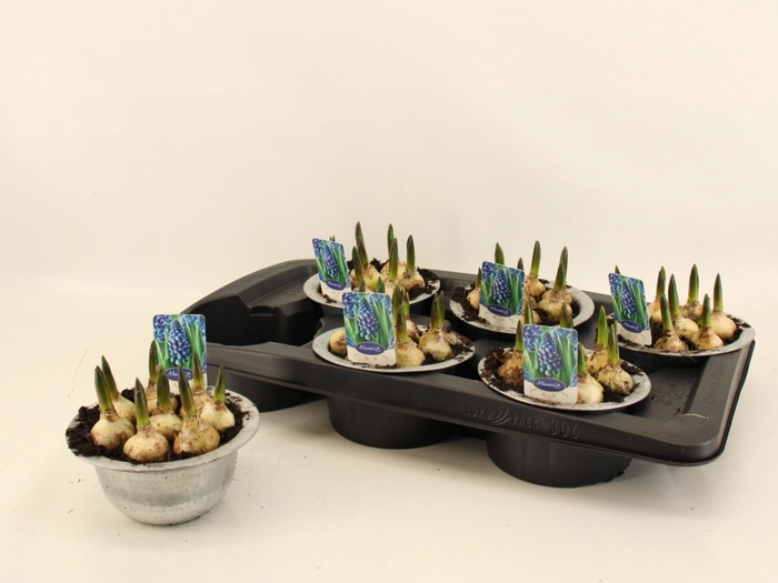 <h4>MUSCAR BIG SMILE</h4>