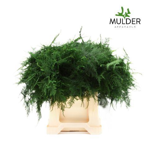 <h4>Asparagus 1e Veren X50</h4>