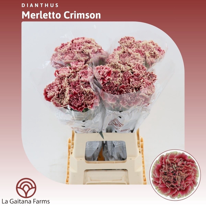 <h4>Dianthus St Merletto Crimson</h4>