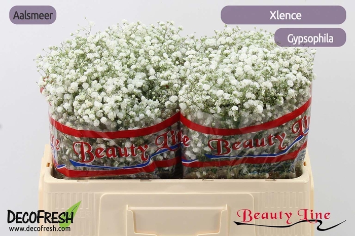 <h4>GYPS PA XLENCE</h4>