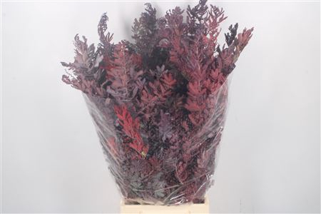 <h4>Acacia Balayana Red Per Bunch</h4>