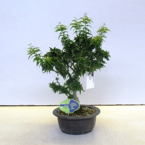 acer palmatum kotohime