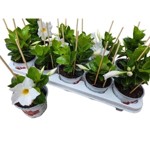 MANDE RIO WHITE
