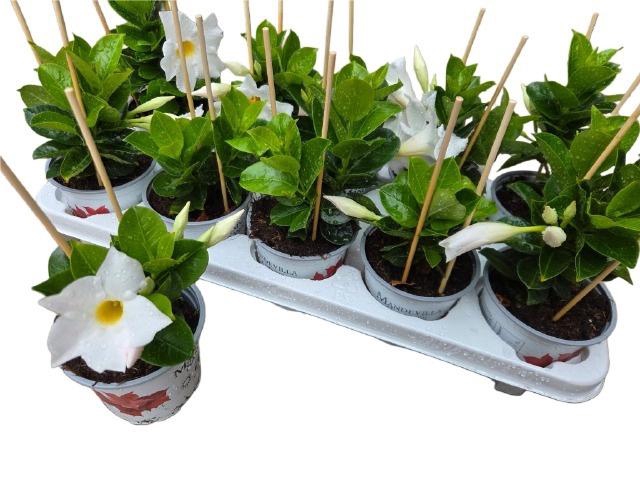 <h4>MANDE RIO WHITE</h4>