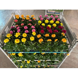 DAHLIA MIXK 5 KL