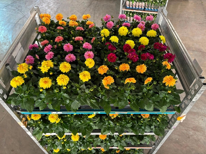 <h4>DAHLIA MIXK 5 KL</h4>