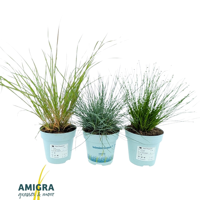 <h4>Siergrassen Mix</h4>