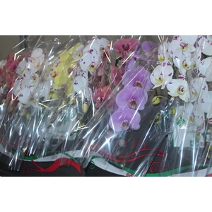 PHALAENOPSIS CASCATA P15 MIN 11 FLS