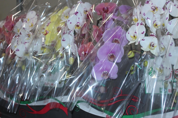 <h4>PHALAENOPSIS CASCATA P15 MIN 11 FLS</h4>