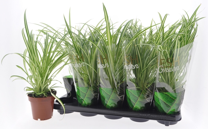 <h4>CHLOR COM VARIEGATUM</h4>