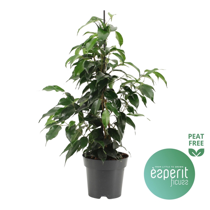 <h4>Ficus benjamina Danielle®</h4>