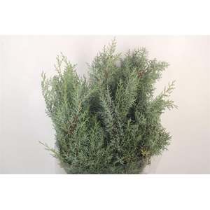 Cypresse Arizonica Per Bunch