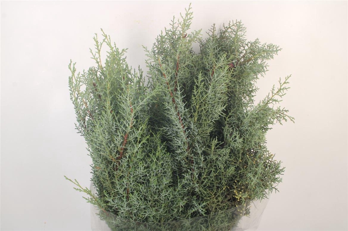 <h4>Cypresse Arizonica Per Bunch</h4>
