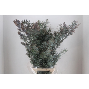 Mimosa Baleana P Stem