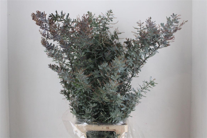 <h4>Mimosa Baleana P Stem</h4>