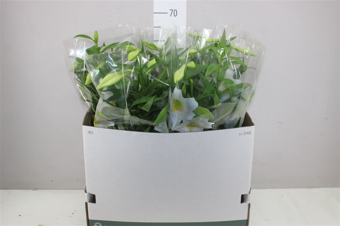 <h4>Lil Longiflorum Miracle 4pp</h4>