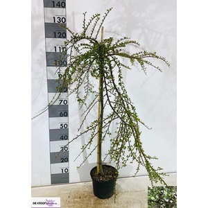 COTON S CORAL BEAUTY