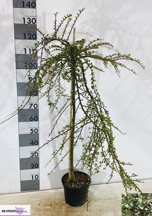 <h4>COTON S CORAL BEAUTY</h4>