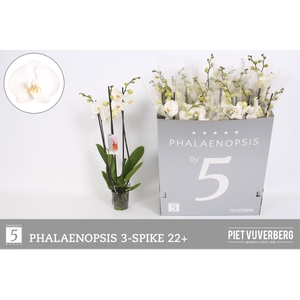 PHAL OV WIT