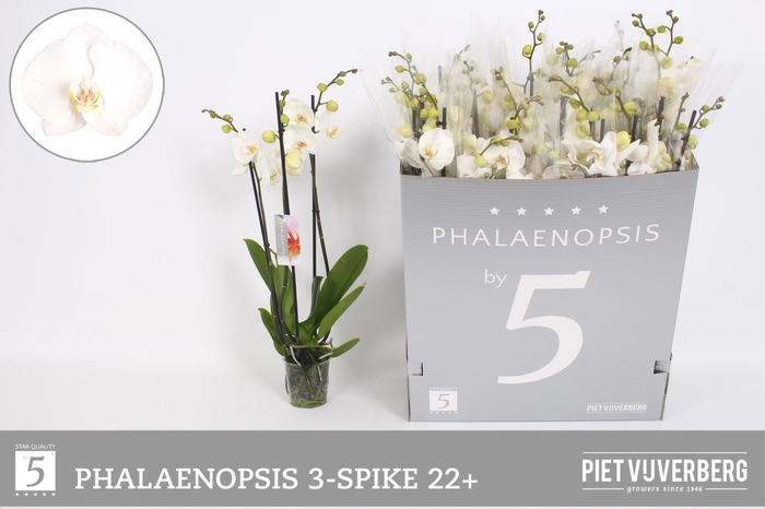 <h4>PHAL OV WIT</h4>