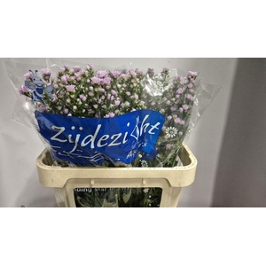 Aster Claudia