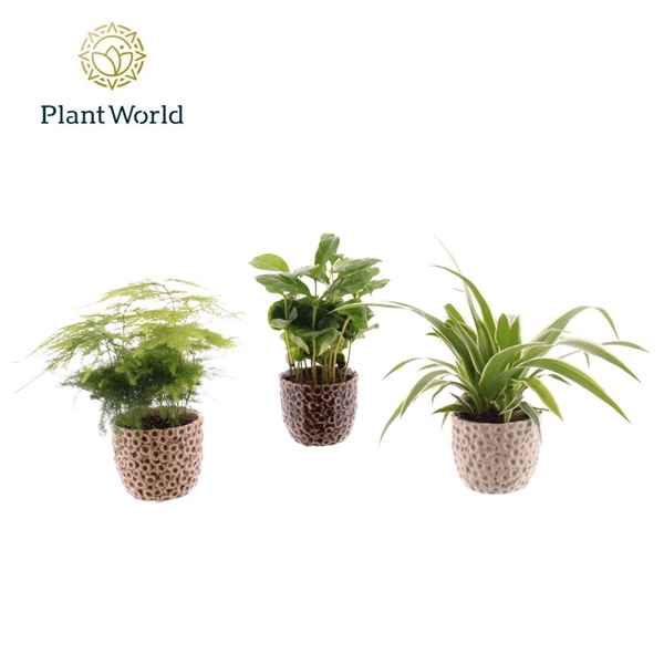<h4>Groen mix in pot Lizzy</h4>