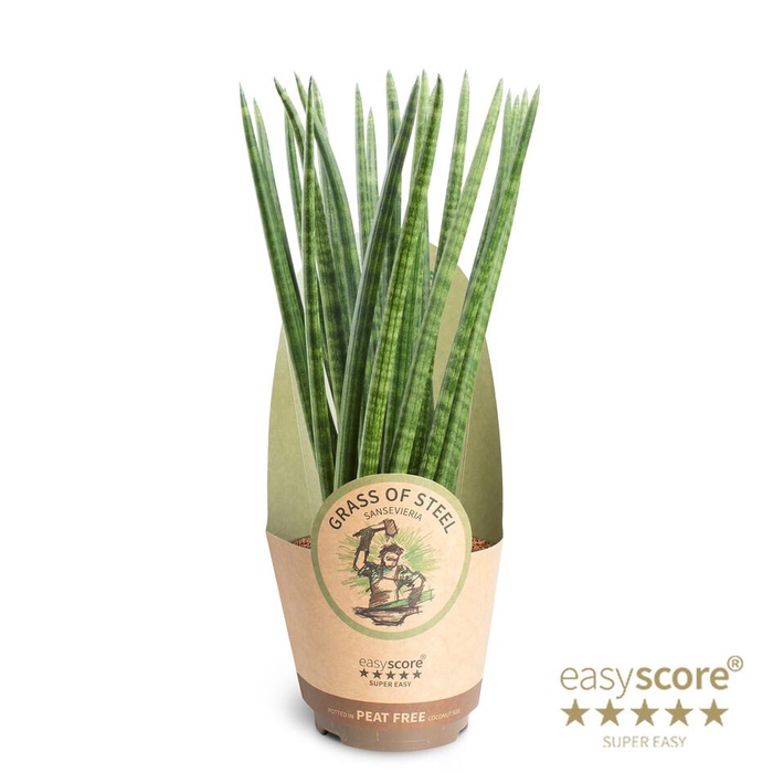 <h4>SANSEVIERIA CYLINDRICA</h4>